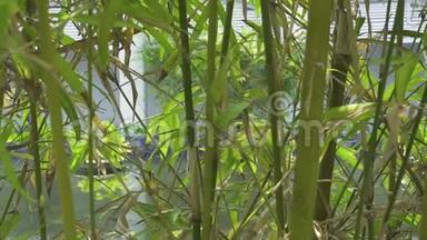 夏季池塘背景下热带花园中的竹枝。 池塘水背景装饰花园中的绿竹
